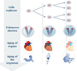 El acortamiento medio anual de los telómeros de un ser humano oscila entre los 30 y 70 eslabones, dependiendo igualmente del ambioma y del genoma.