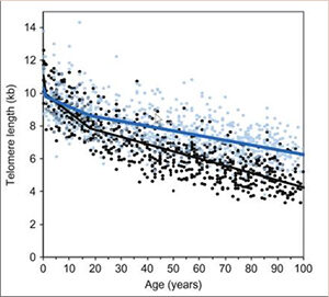 El acortamiento de los telómeros afecta a todas nuestras células, tejidos, órganos y en definitiva a todo el organismo.