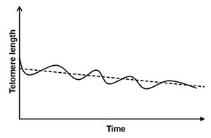 la longevidad de las especies depende, no tanto de la longitud de los telómeros, como de la velocidad de acortamiento de estos.