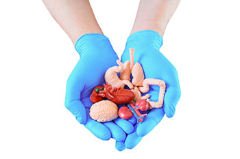 La lucha contra el envejecimiento no pasa por trasplantes de órganos